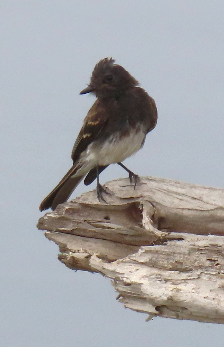 Black Phoebe - ML641464908