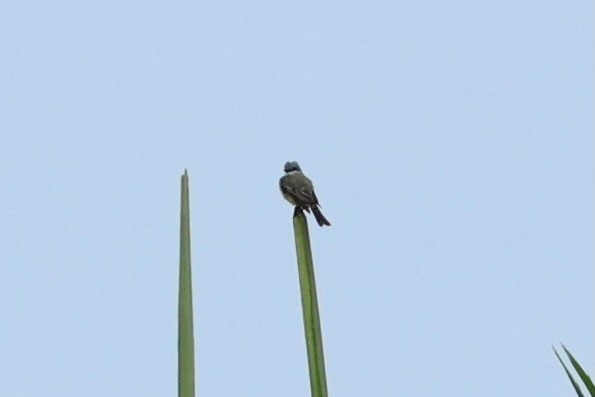 Tropical Kingbird - ML641464916