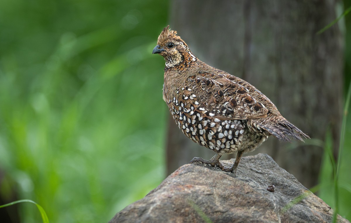 Spot-bellied Bobwhite - ML641464917