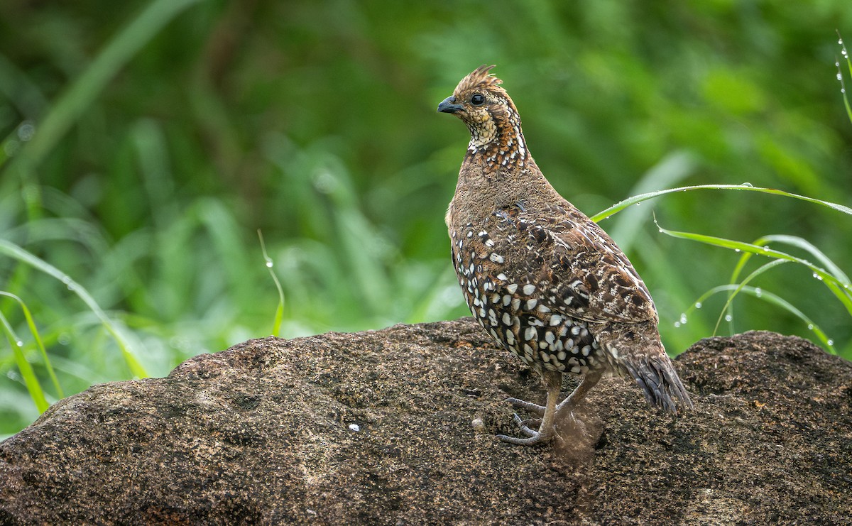 Spot-bellied Bobwhite - ML641464918