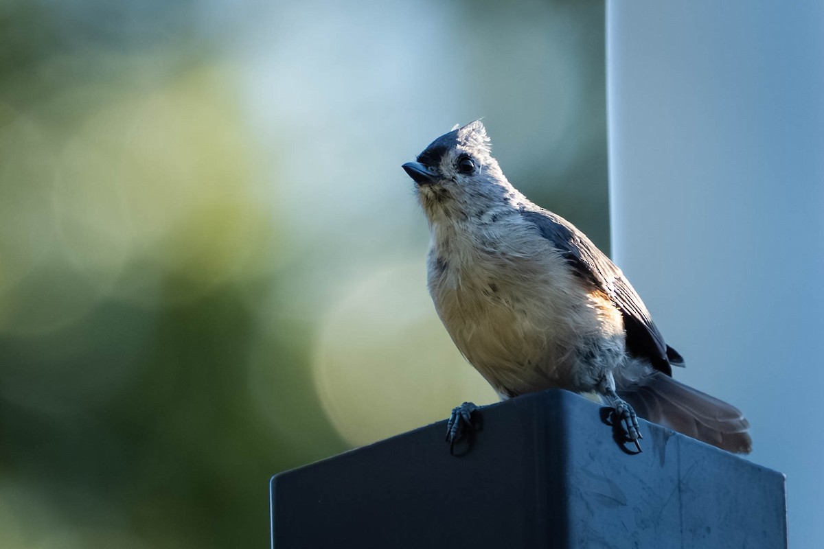 Tufted Titmouse - ML641464936