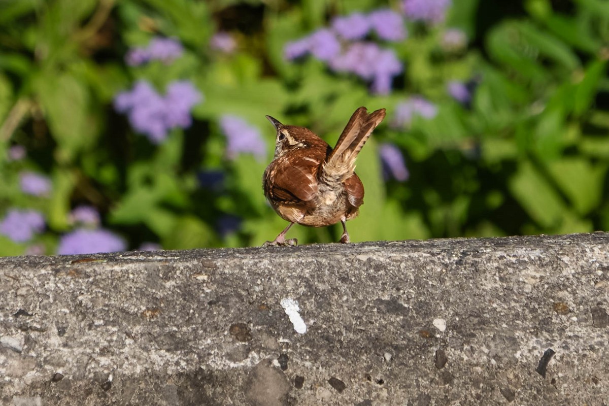 Carolina Wren - ML641464952