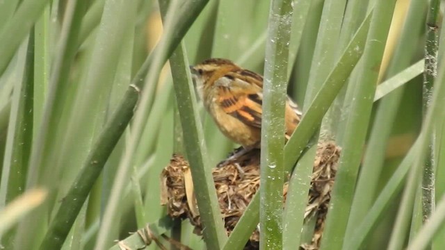Wren-like Rushbird - ML641464953