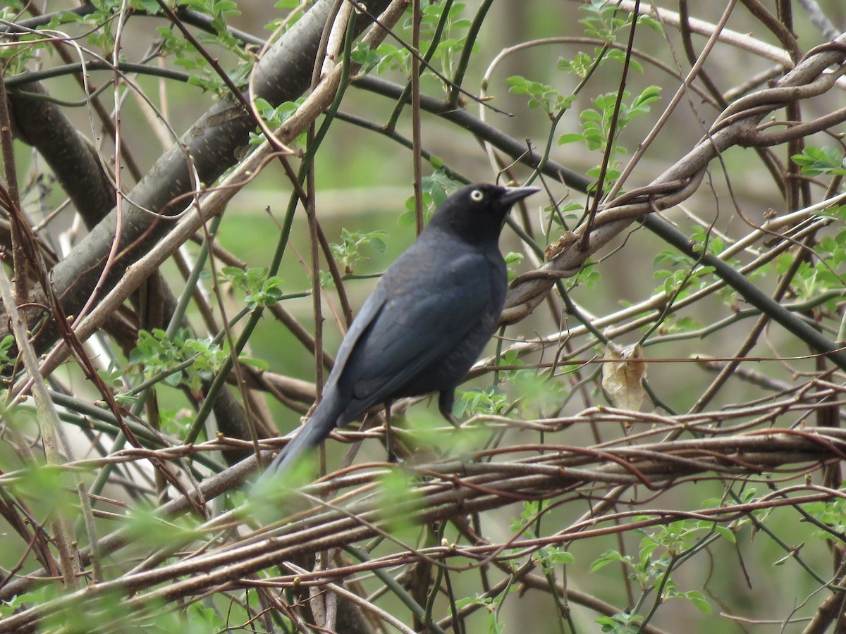 Rusty Blackbird - ML641465020