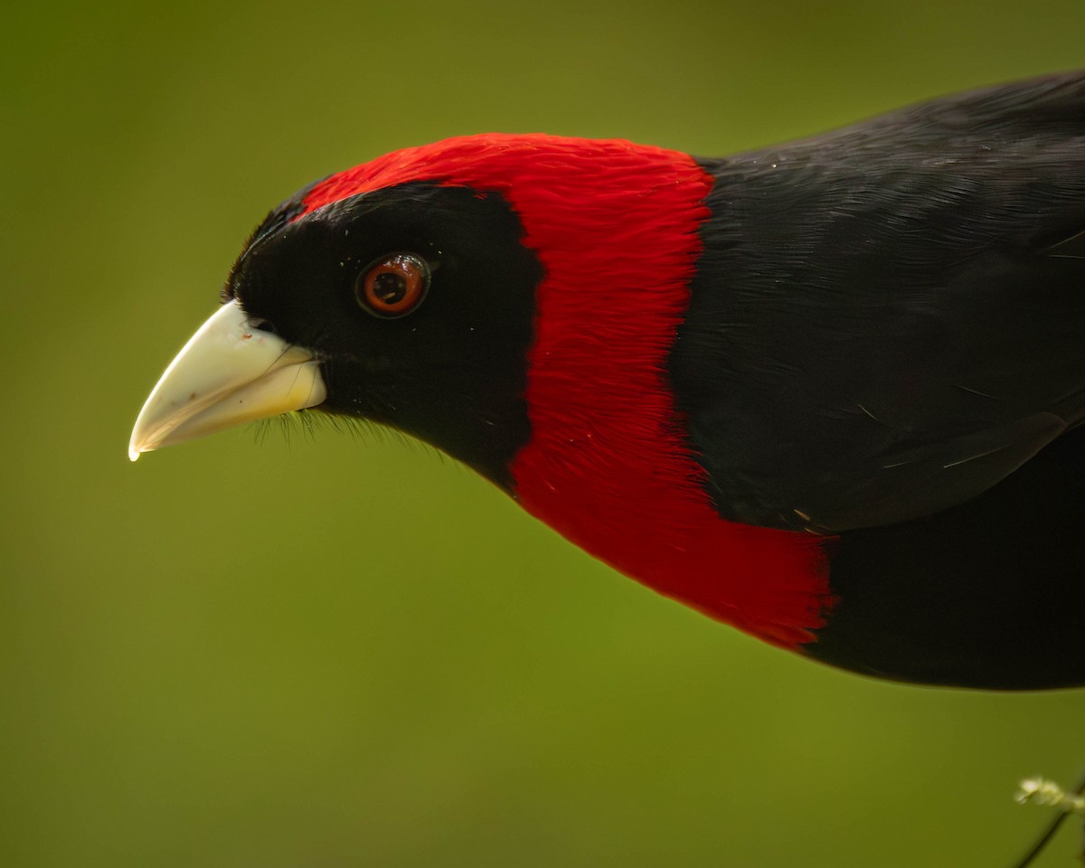 Crimson-collared Tanager - ML641465024