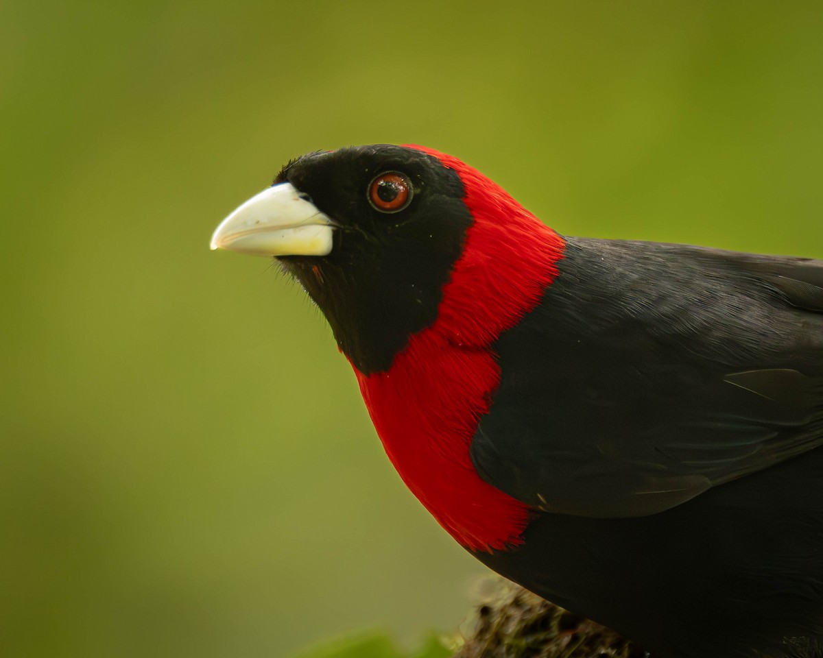 Crimson-collared Tanager - ML641465025