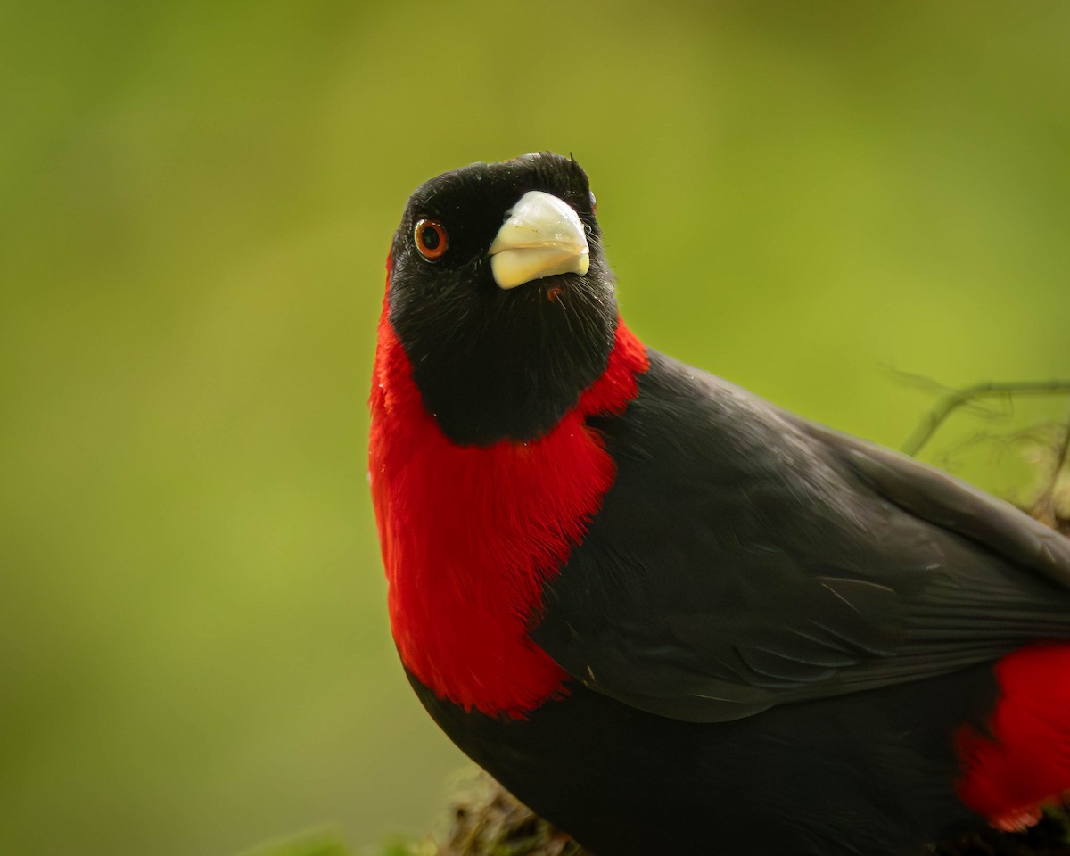Crimson-collared Tanager - ML641465026