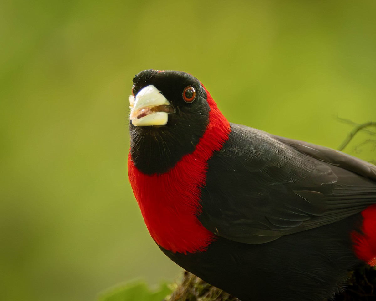 Crimson-collared Tanager - ML641465027