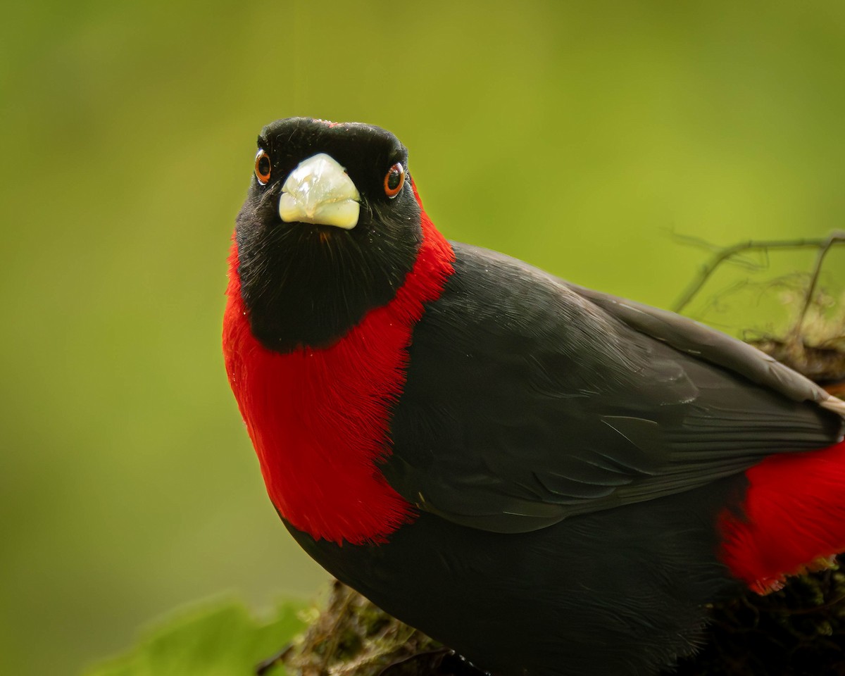 Crimson-collared Tanager - ML641465028