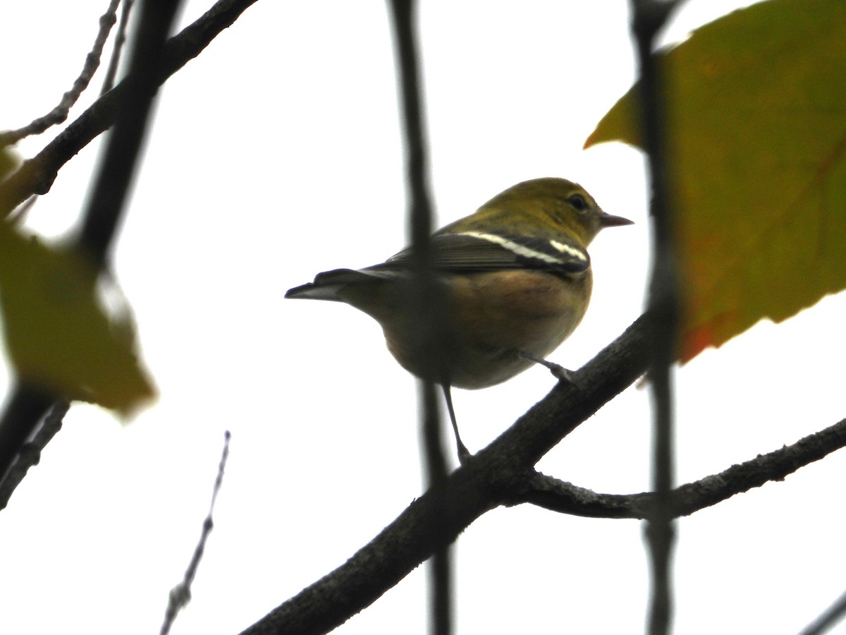 Bay-breasted Warbler - ML641465029
