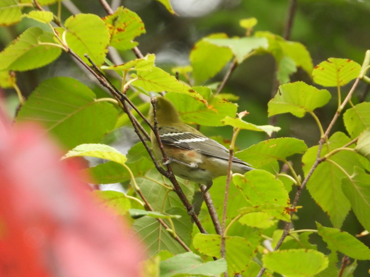 Bay-breasted Warbler - ML641465030