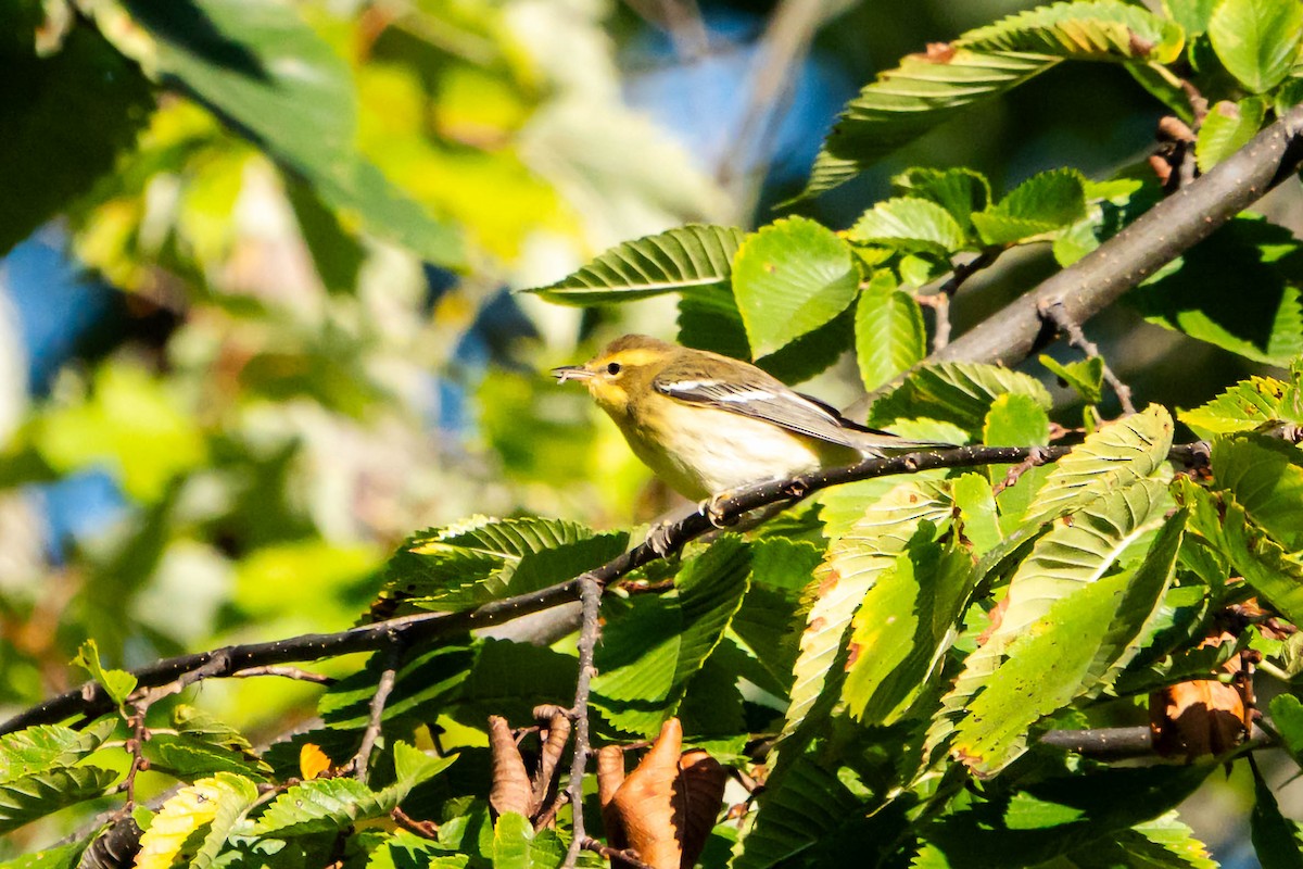 Blackburnian Warbler - ML641465031