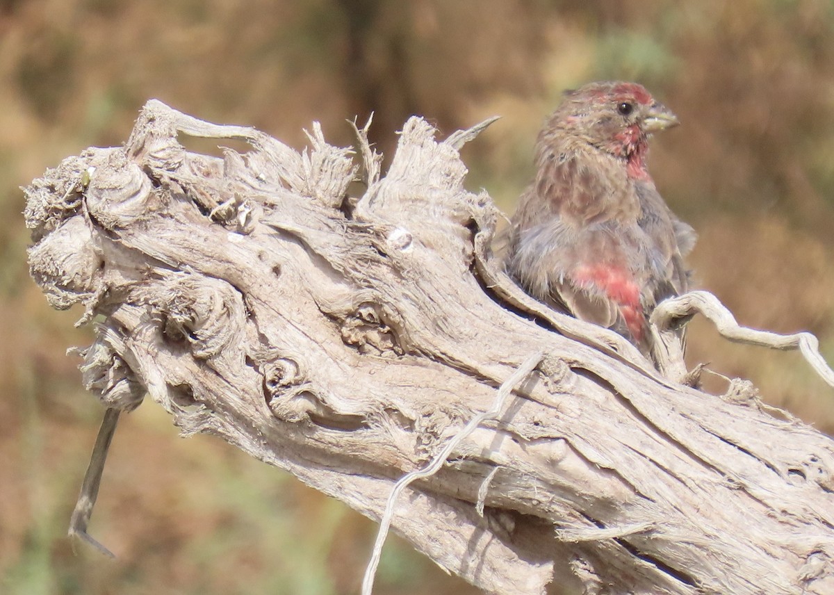 House Finch - ML641465038