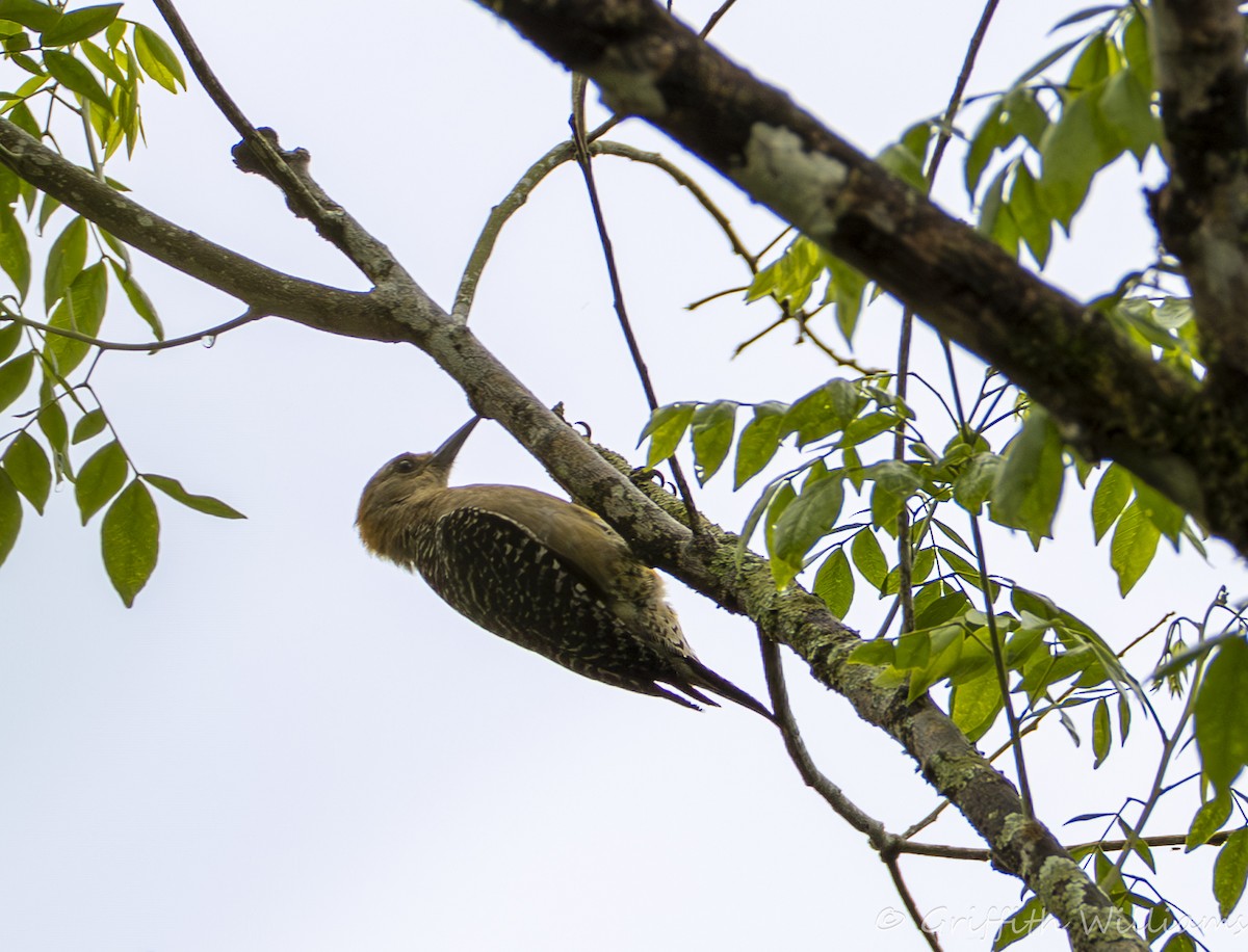 Hoffmann's Woodpecker - ML641465045