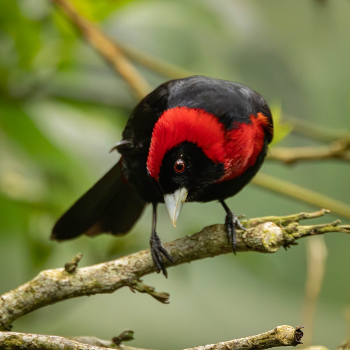Crimson-collared Tanager - ML641465086