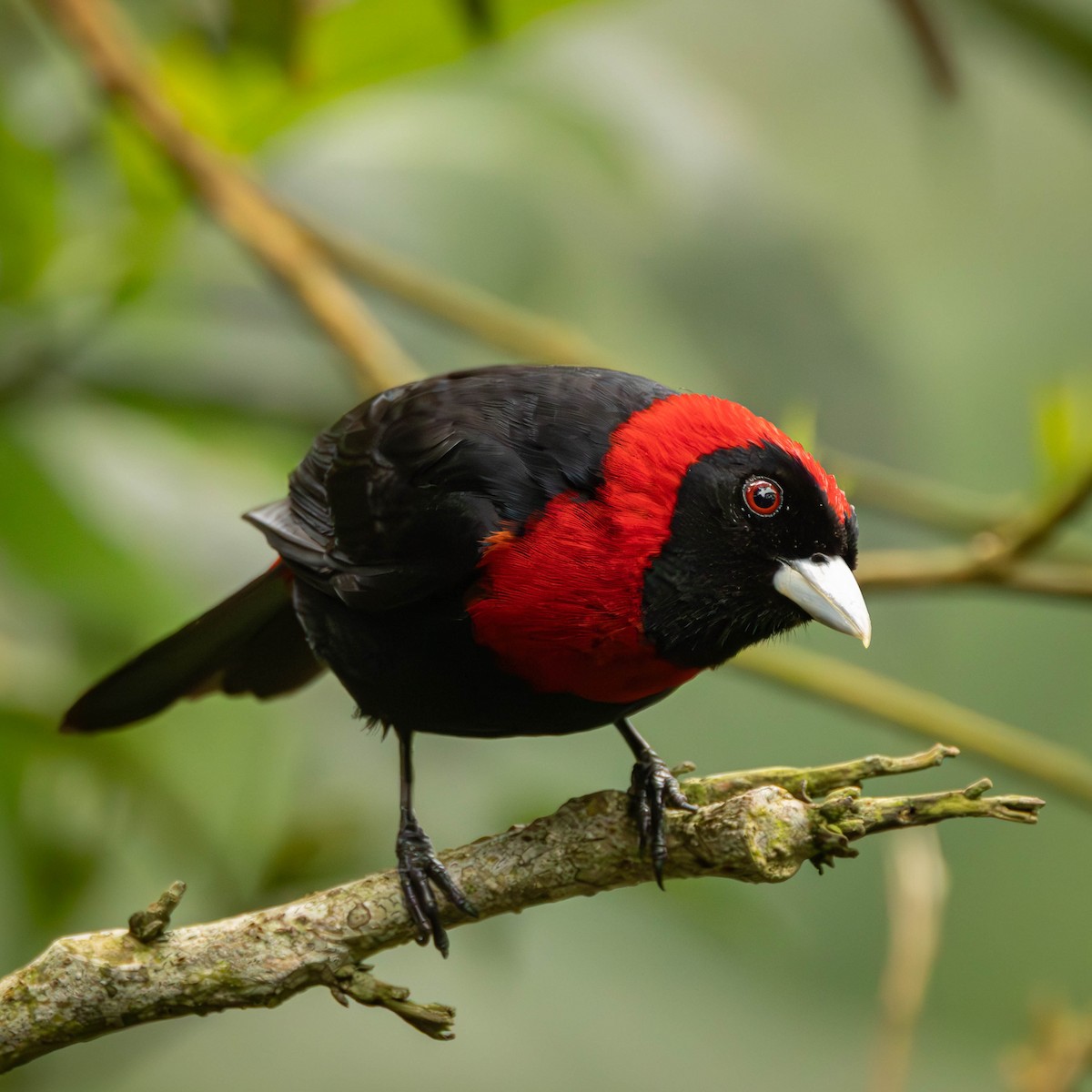 Crimson-collared Tanager - ML641465087