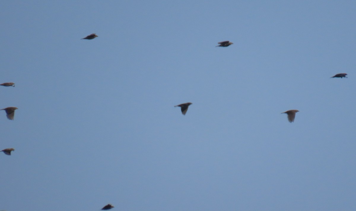 Brown-headed Cowbird - ML641465092