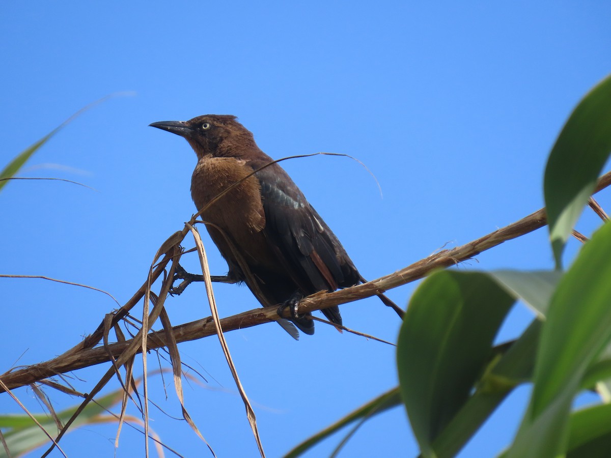 Great-tailed Grackle - ML641465102
