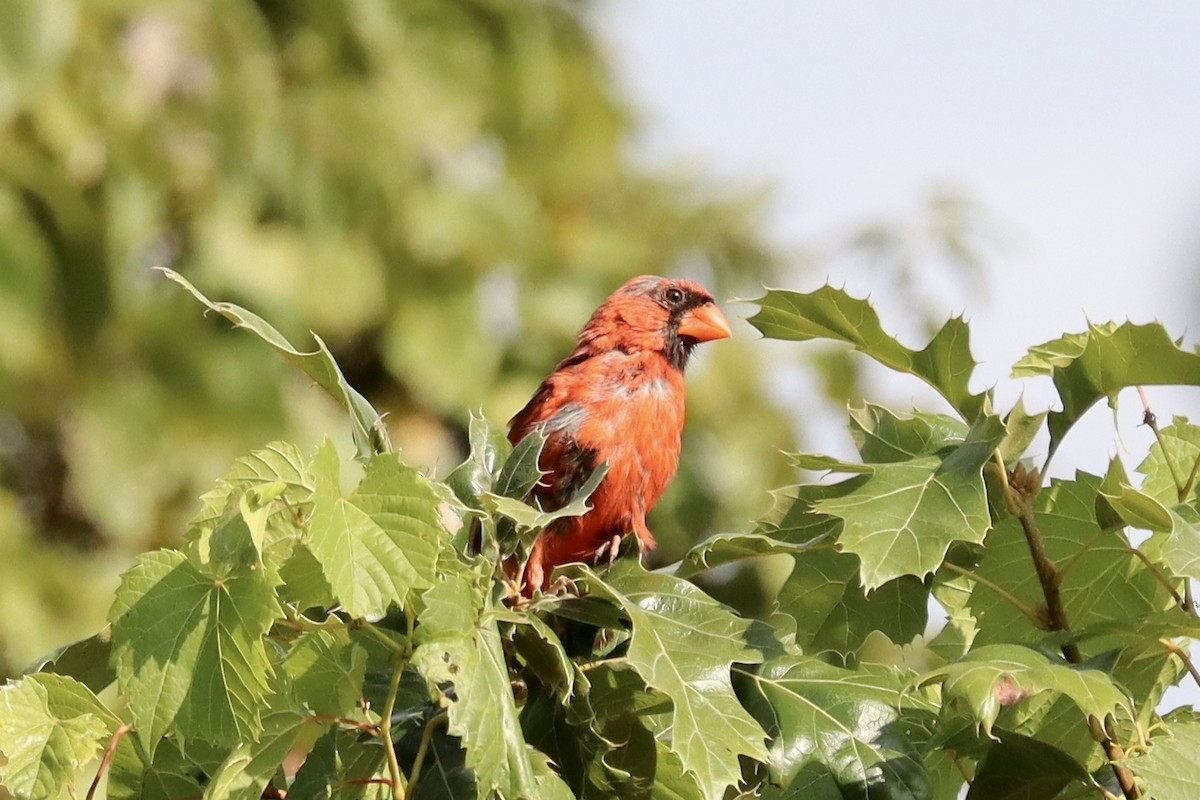 Northern Cardinal - ML641465108