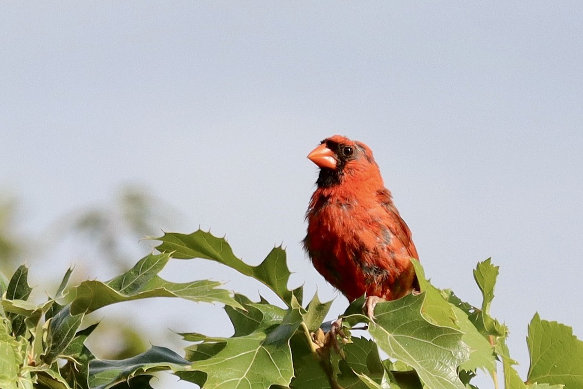 Northern Cardinal - ML641465110