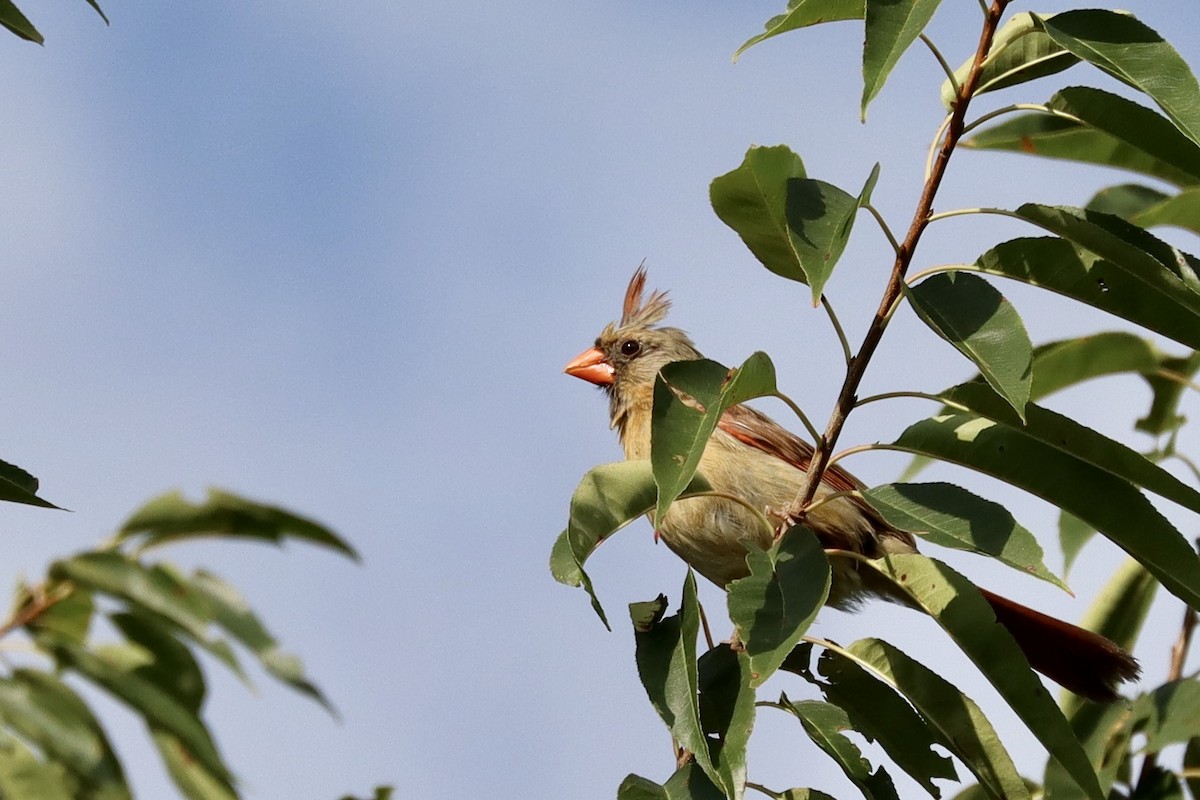 Northern Cardinal - ML641465114