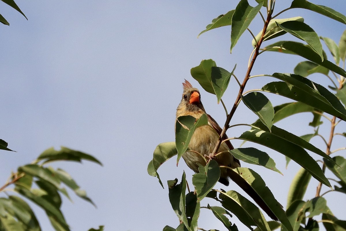 Northern Cardinal - ML641465115