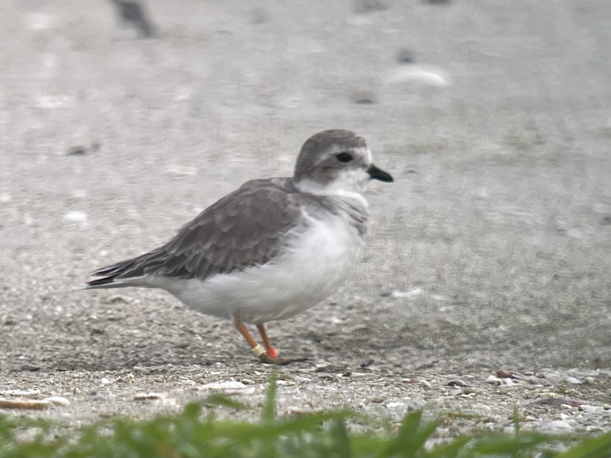 Piping Plover - ML641465149