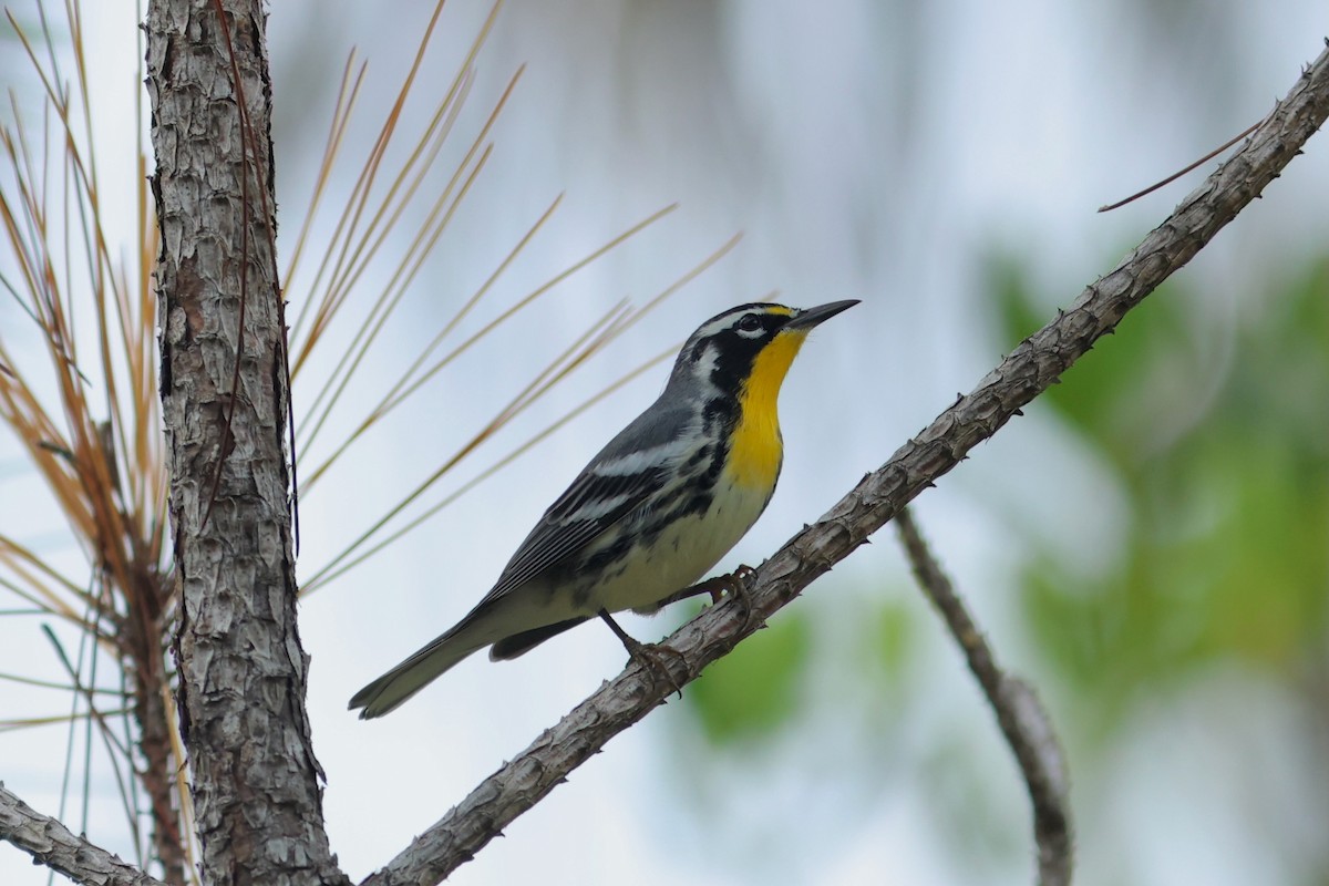 Yellow-throated Warbler - ML641465170