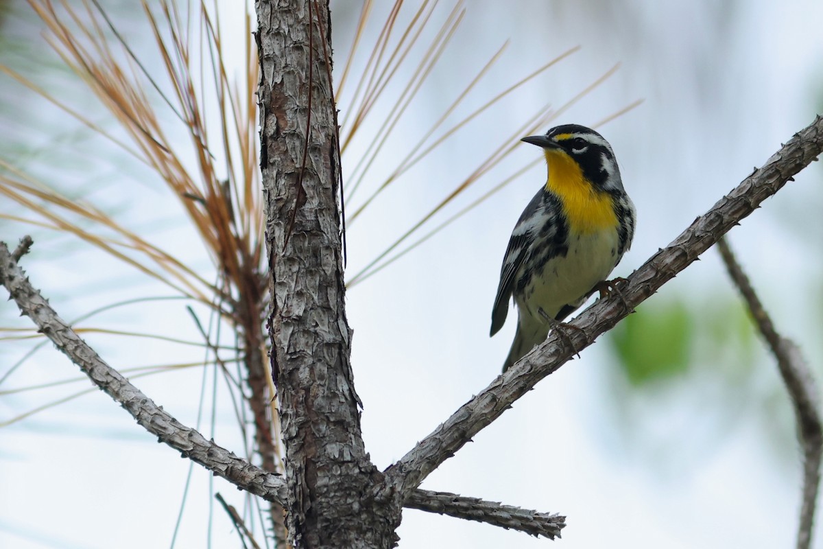 Yellow-throated Warbler - ML641465171
