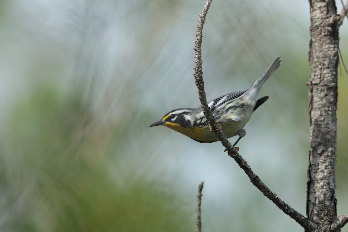Yellow-throated Warbler - ML641465176