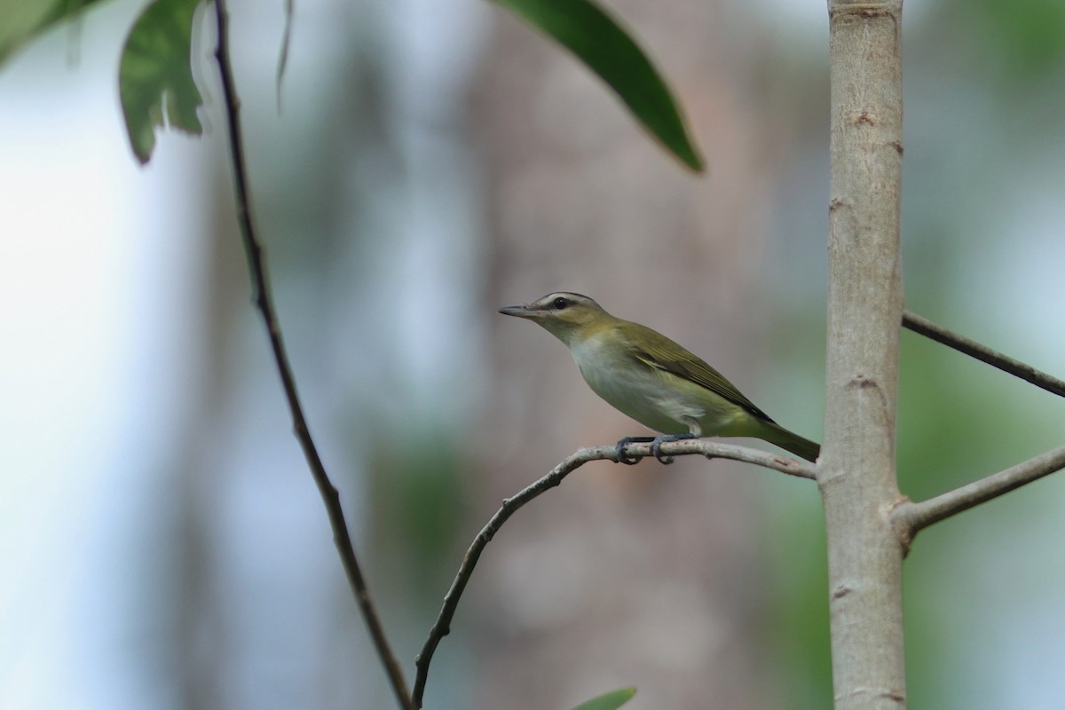 Vireo begigorria - ML641465192