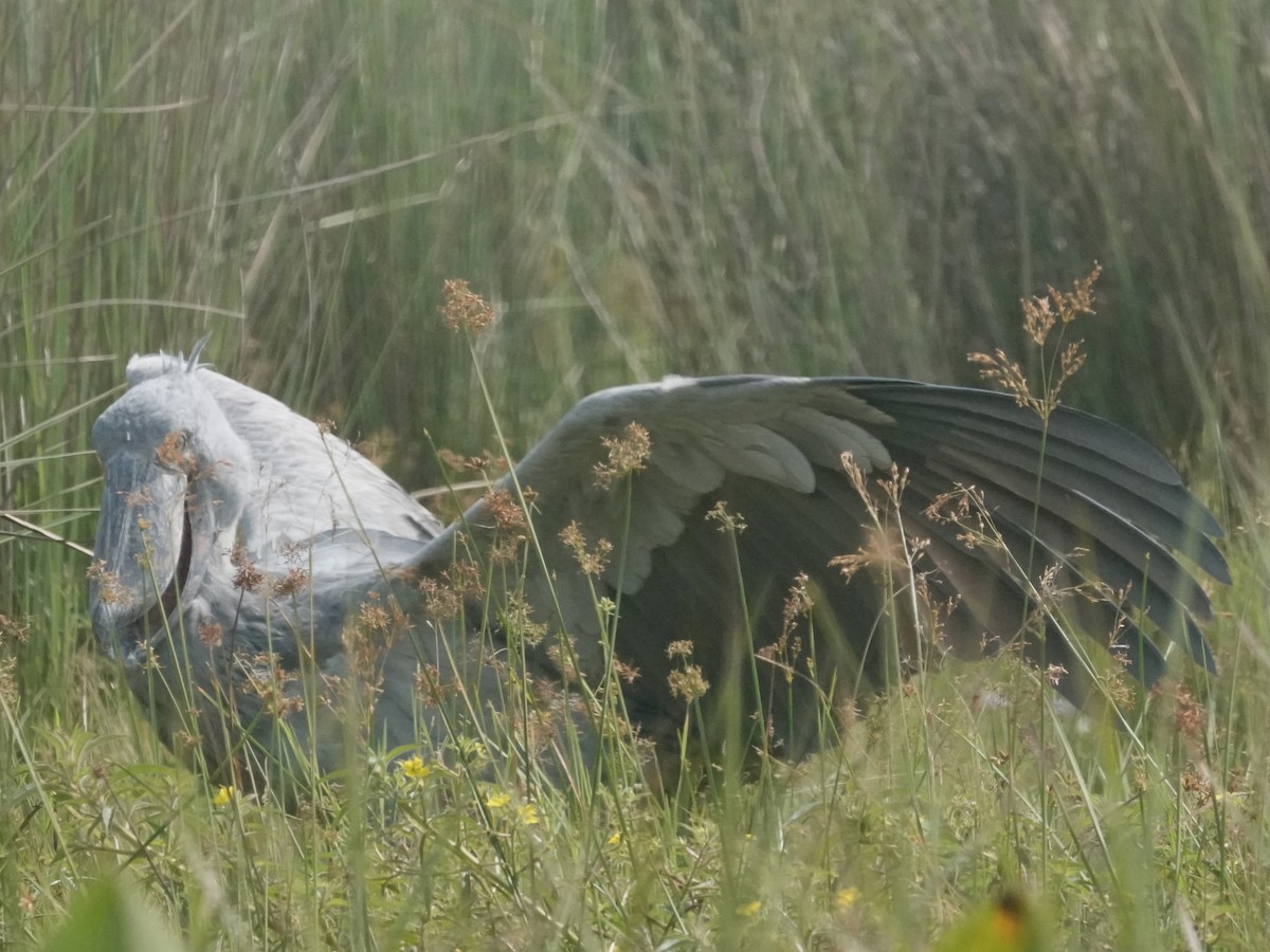 Shoebill - ML641465221