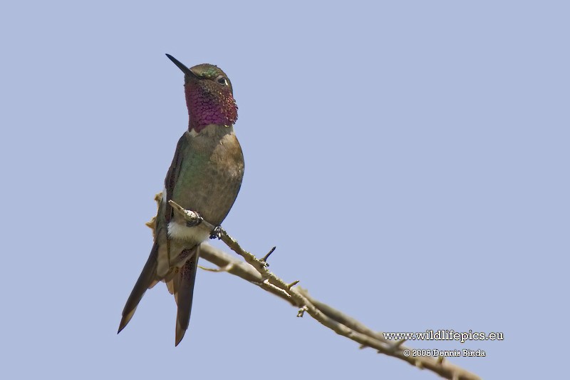Amethyst Woodstar - ML641465246