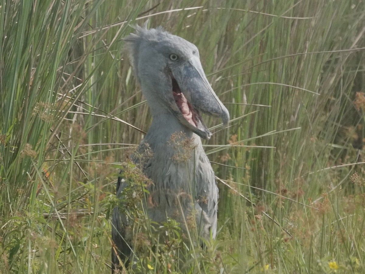 Shoebill - ML641465253