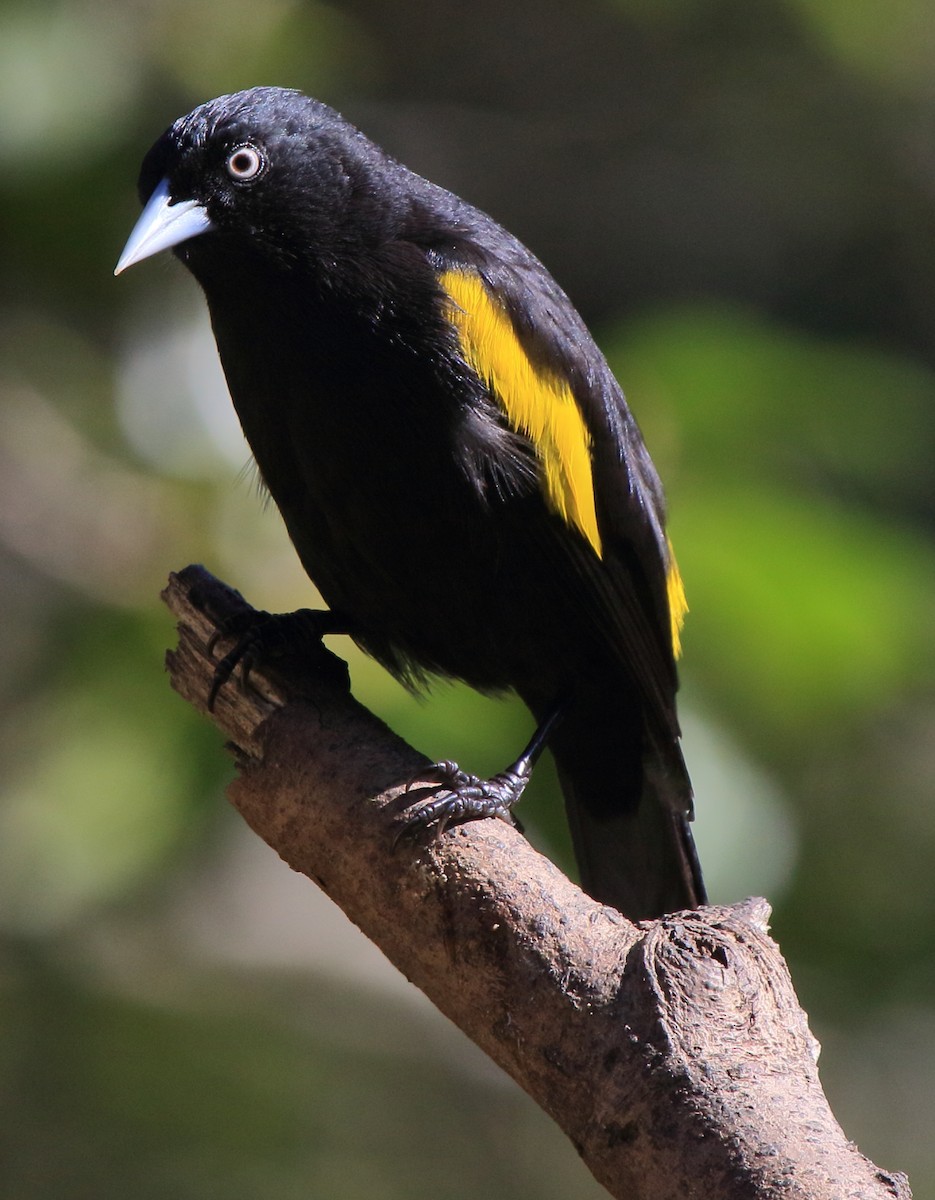 Golden-winged Cacique - ML641465257
