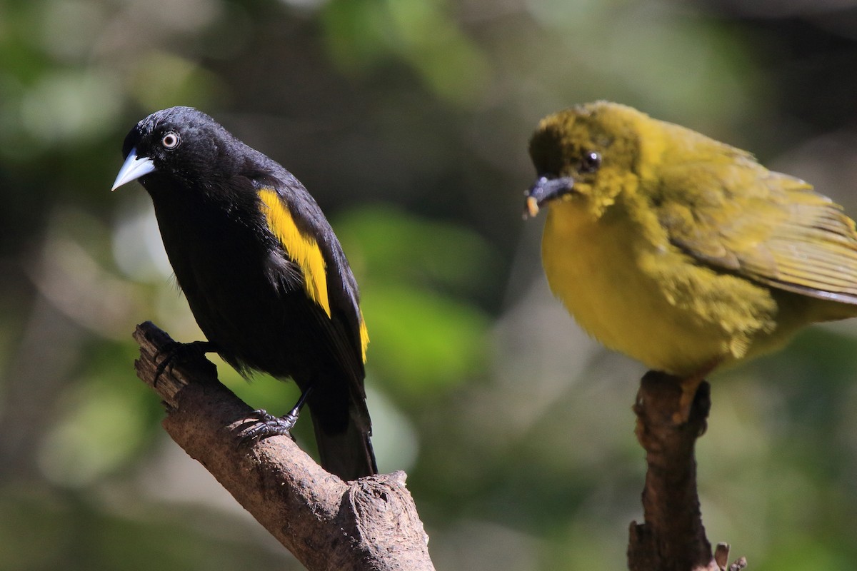 Golden-winged Cacique - ML641465258