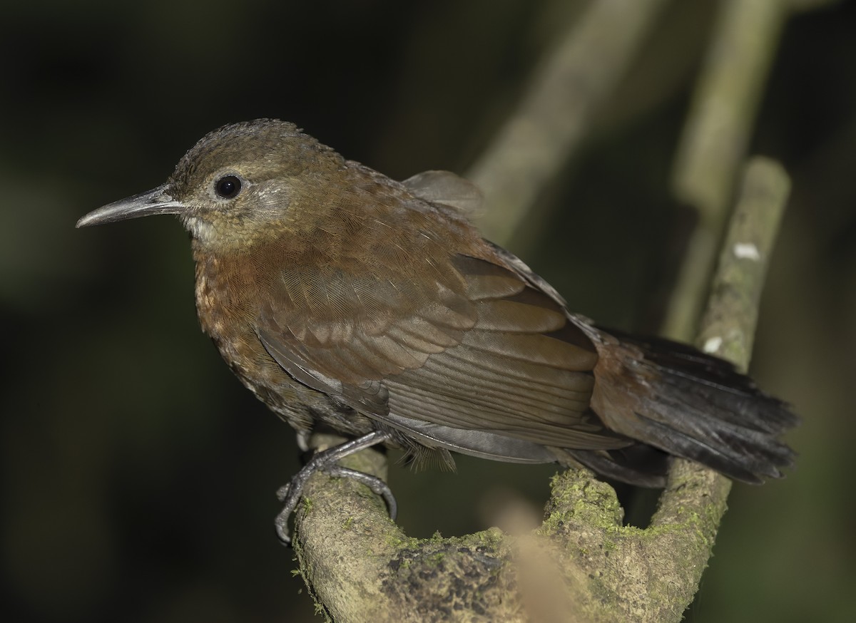 Rufous-breasted Leaftosser (Ceara) - ML641465271