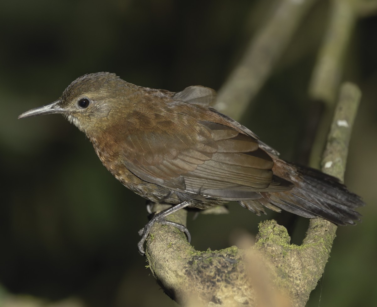 Rufous-breasted Leaftosser (Ceara) - ML641465273
