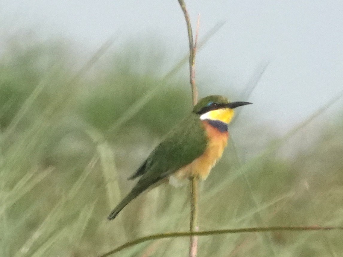 Blue-breasted Bee-eater - ML641465274