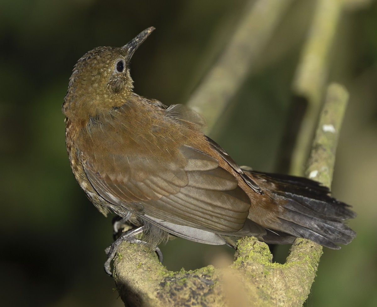 Rufous-breasted Leaftosser (Ceara) - ML641465275