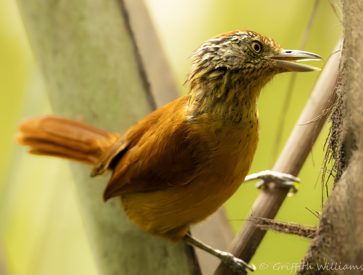 Barred Antshrike - ML641465299