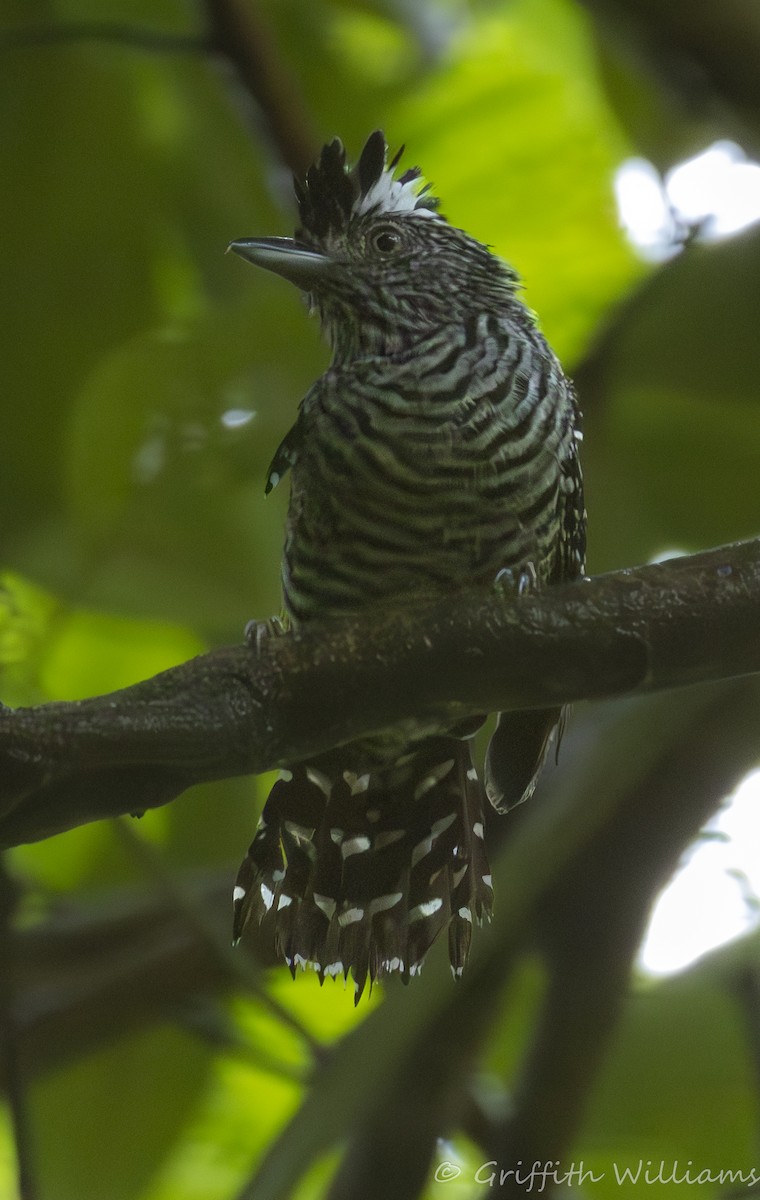 Barred Antshrike - ML641465309
