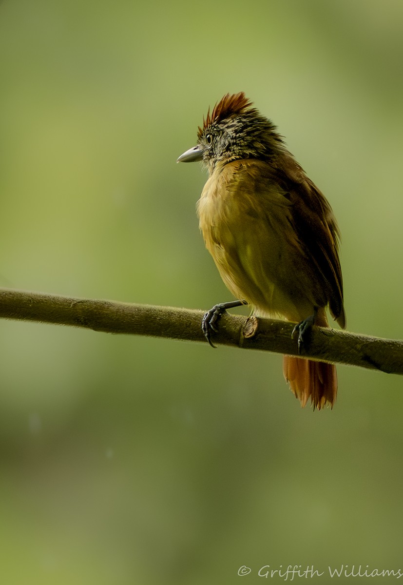 Barred Antshrike - ML641465312