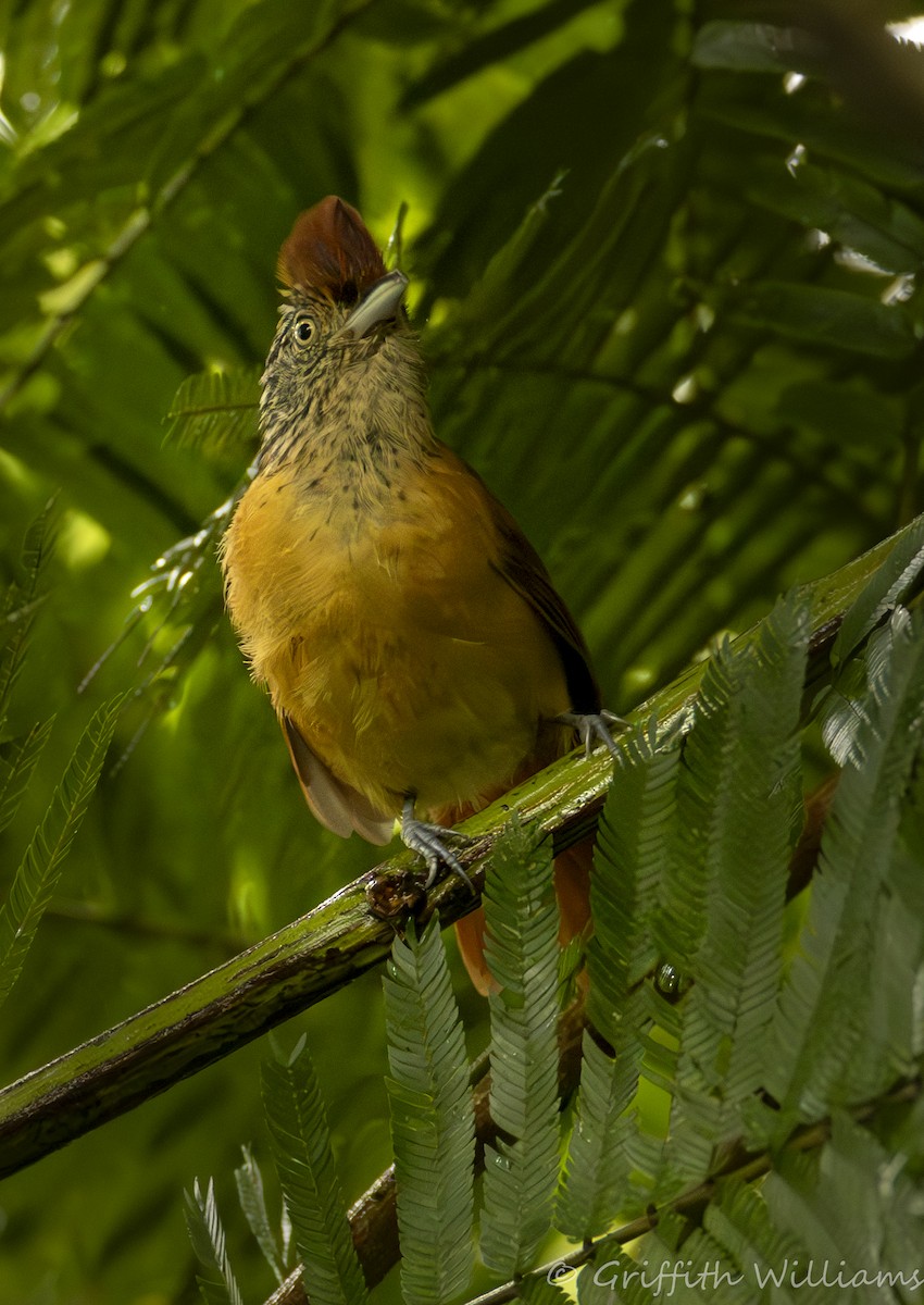 Barred Antshrike - ML641465317
