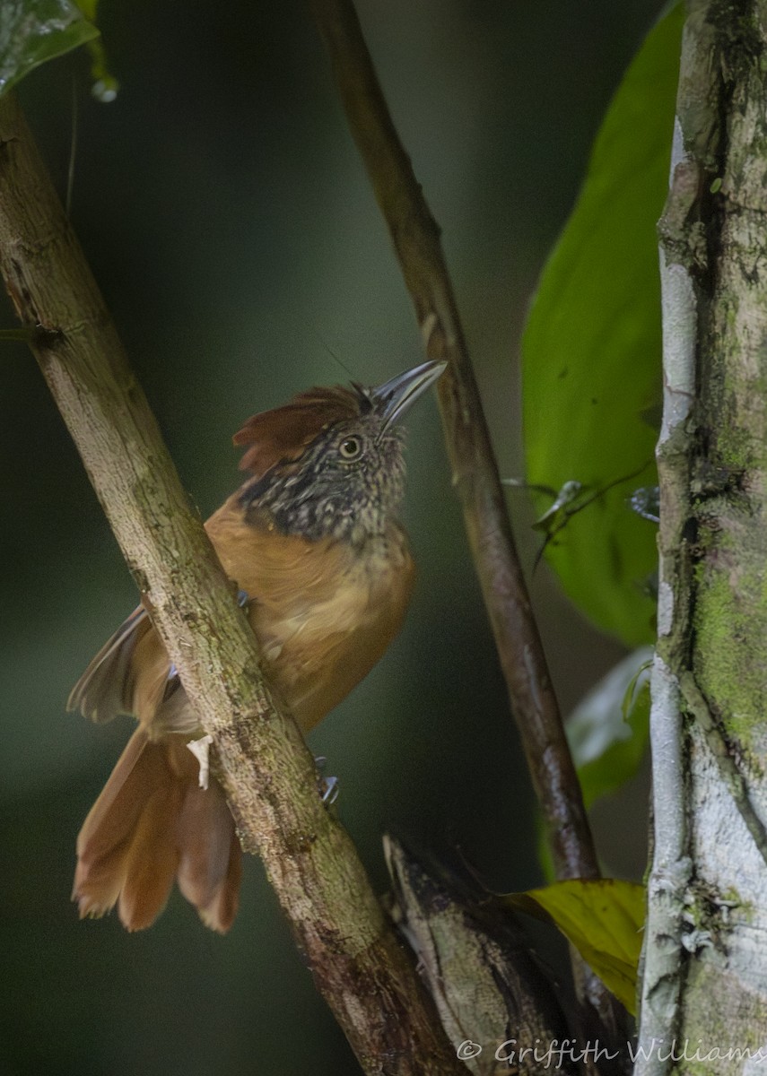 Barred Antshrike - ML641465326