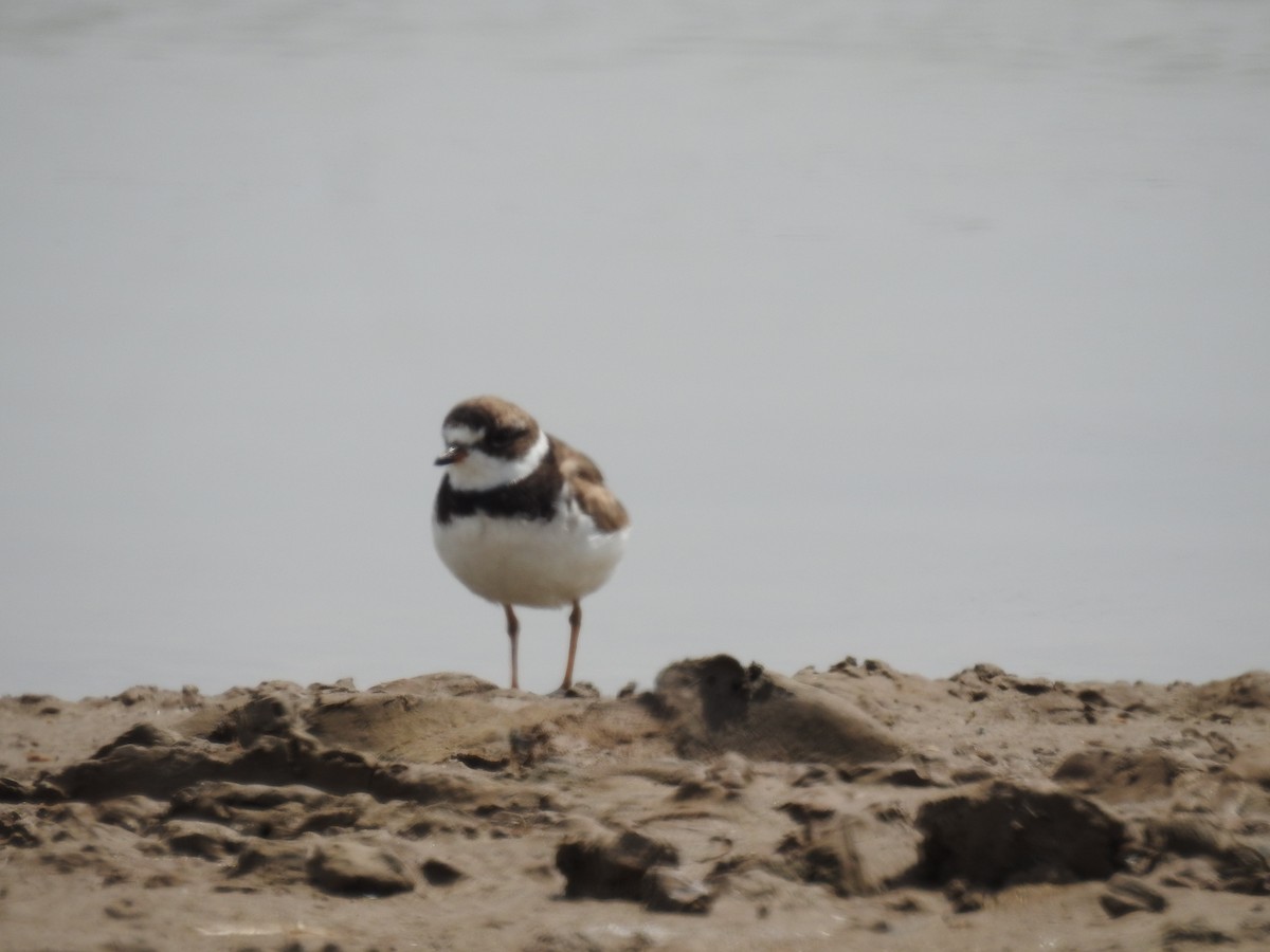 Semipalmated Plover - ML641465362