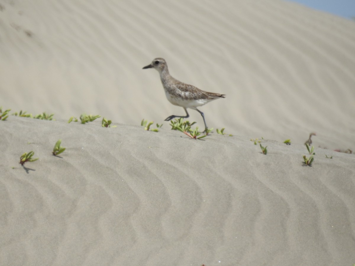 Black-bellied Plover - ML641465395