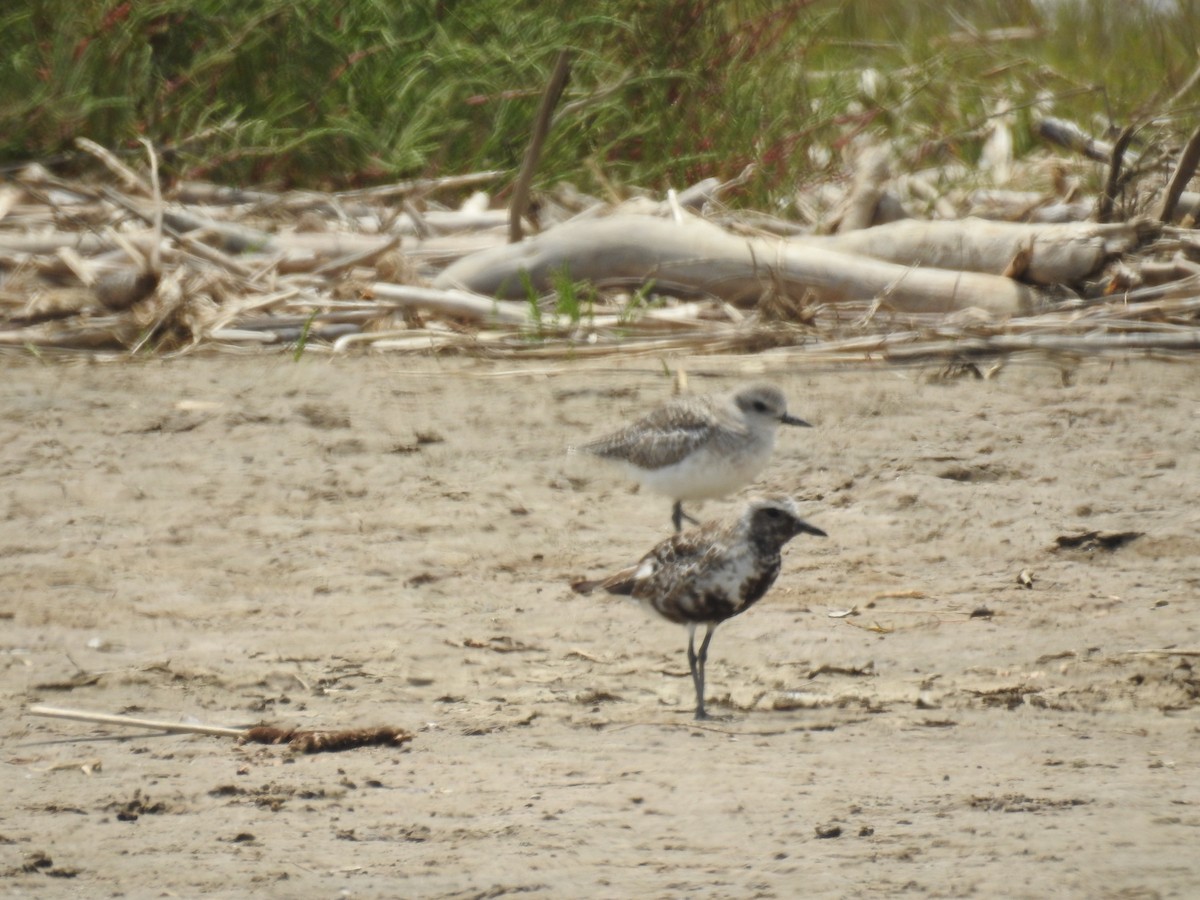 Black-bellied Plover - ML641465396