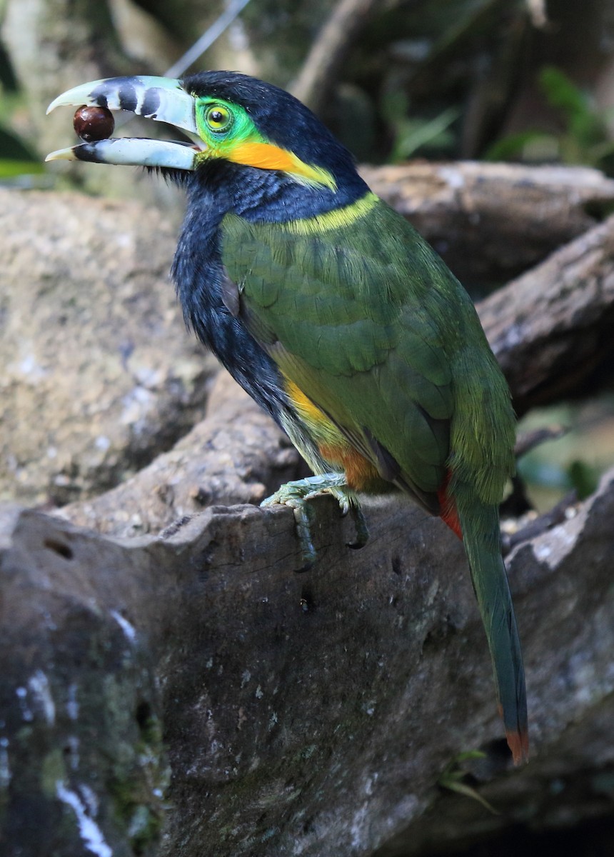 Spot-billed Toucanet - ML641465411