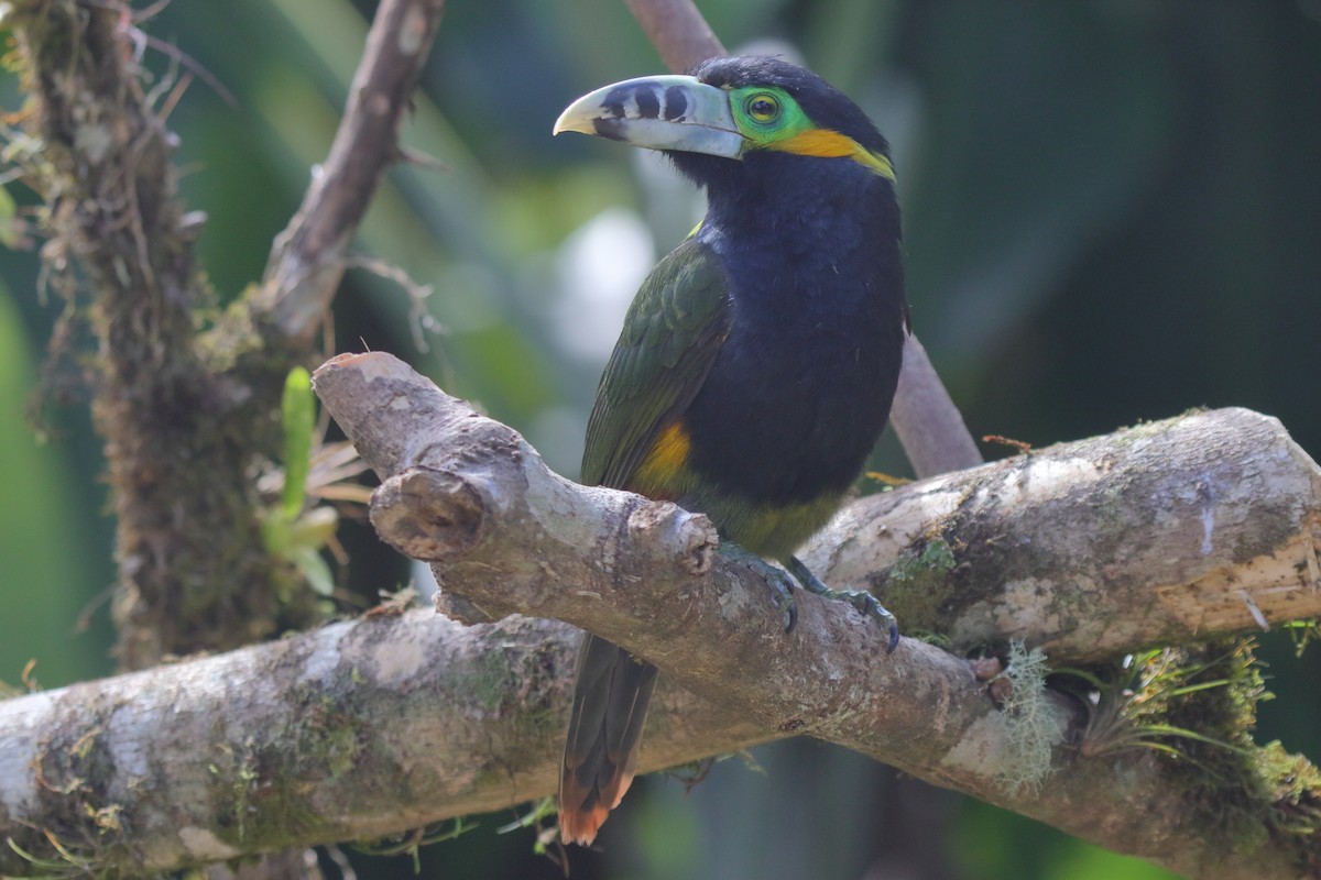 Spot-billed Toucanet - ML641465413